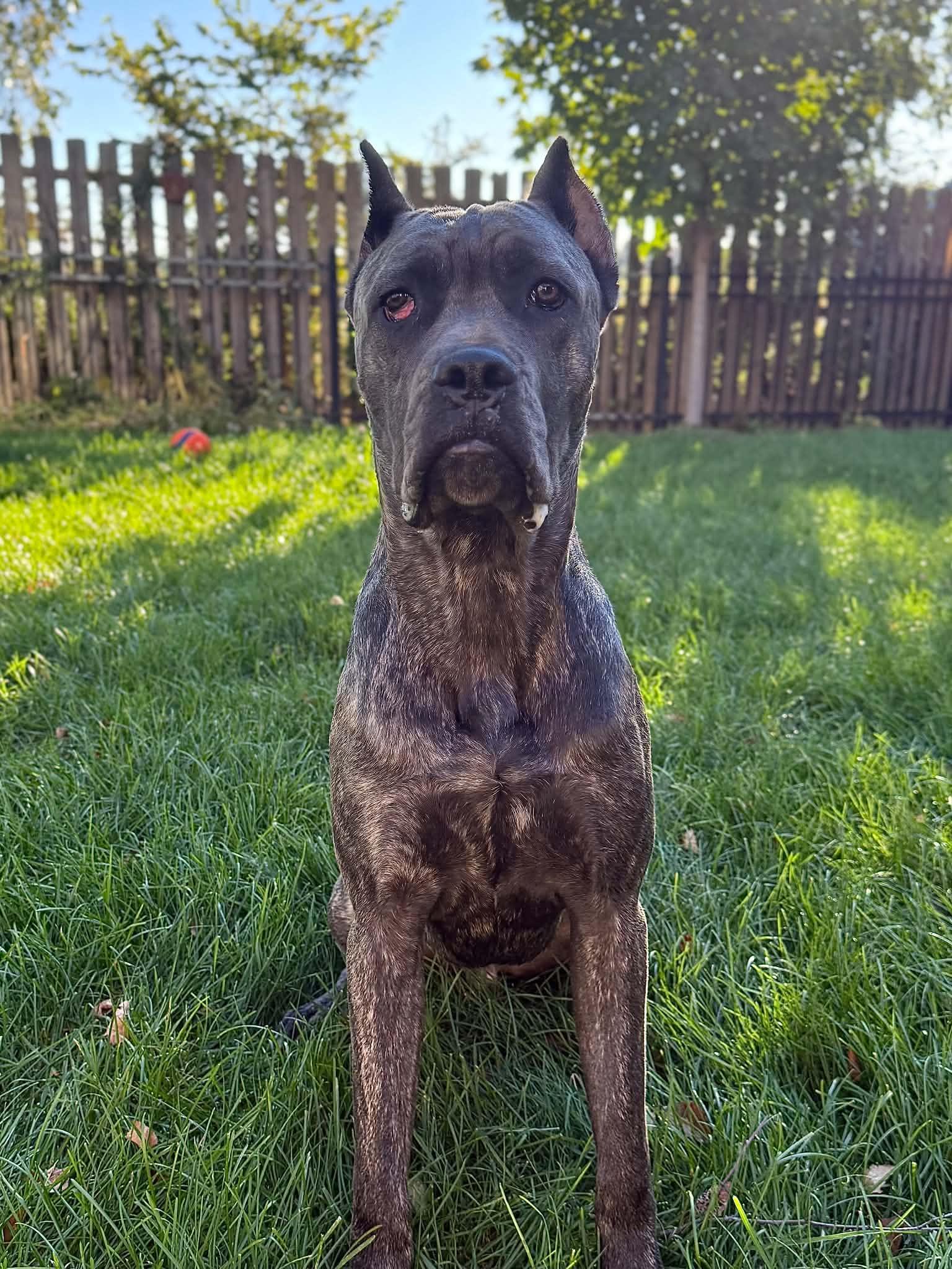 Enlarge Shadow Bear, a Adoptable Cane Corso in Omaha, NE image 5/5