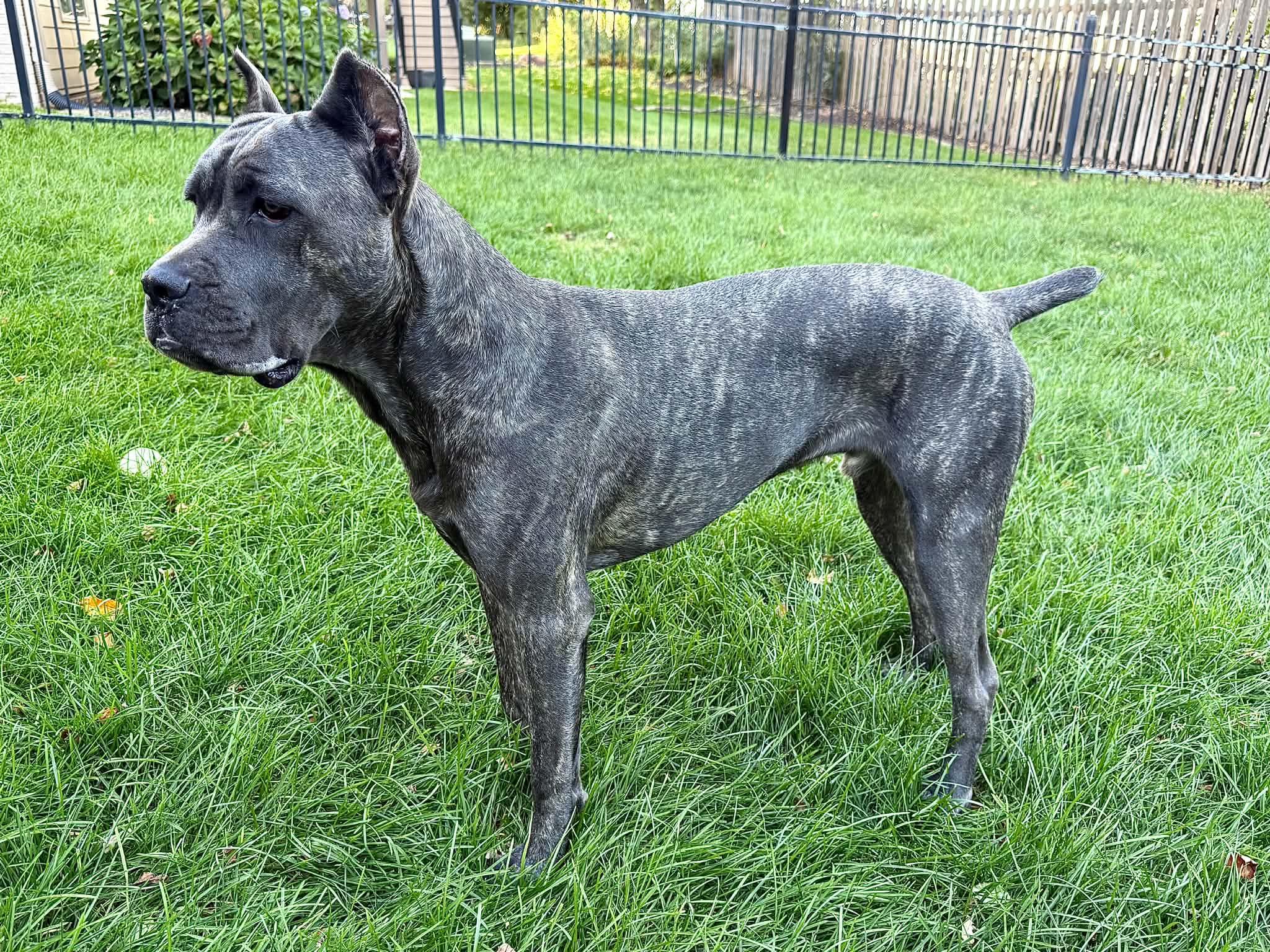 Enlarge Shadow Bear, a Adoptable Cane Corso in Omaha, NE image 4/5