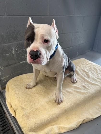 Disco, Adoptable, Adult Male Pit Bull Terrier & Mixed Breed.