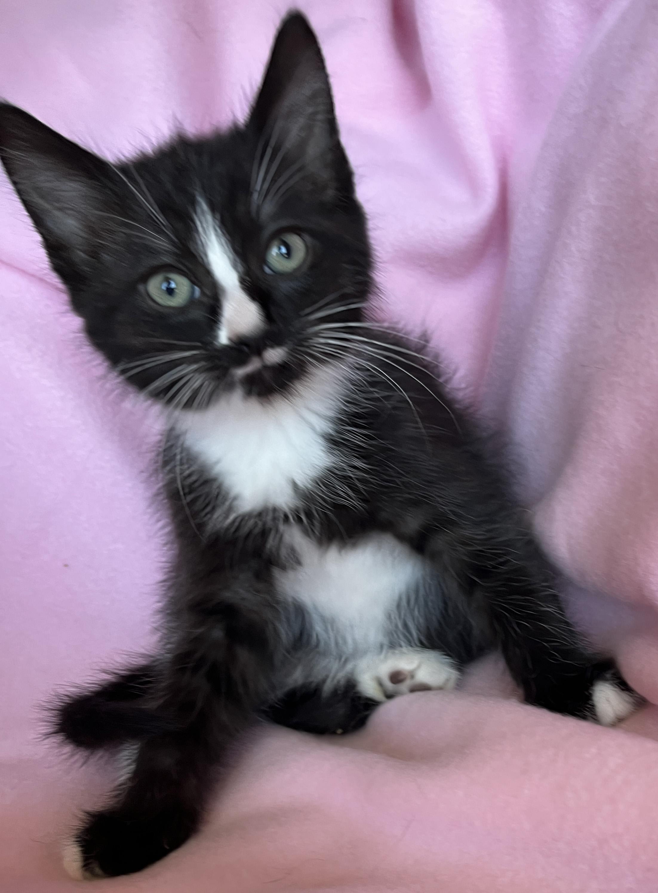 Enlarge Ugo, a ADOPTABLE Tuxedo in Lake Oswego, OR image 2/2