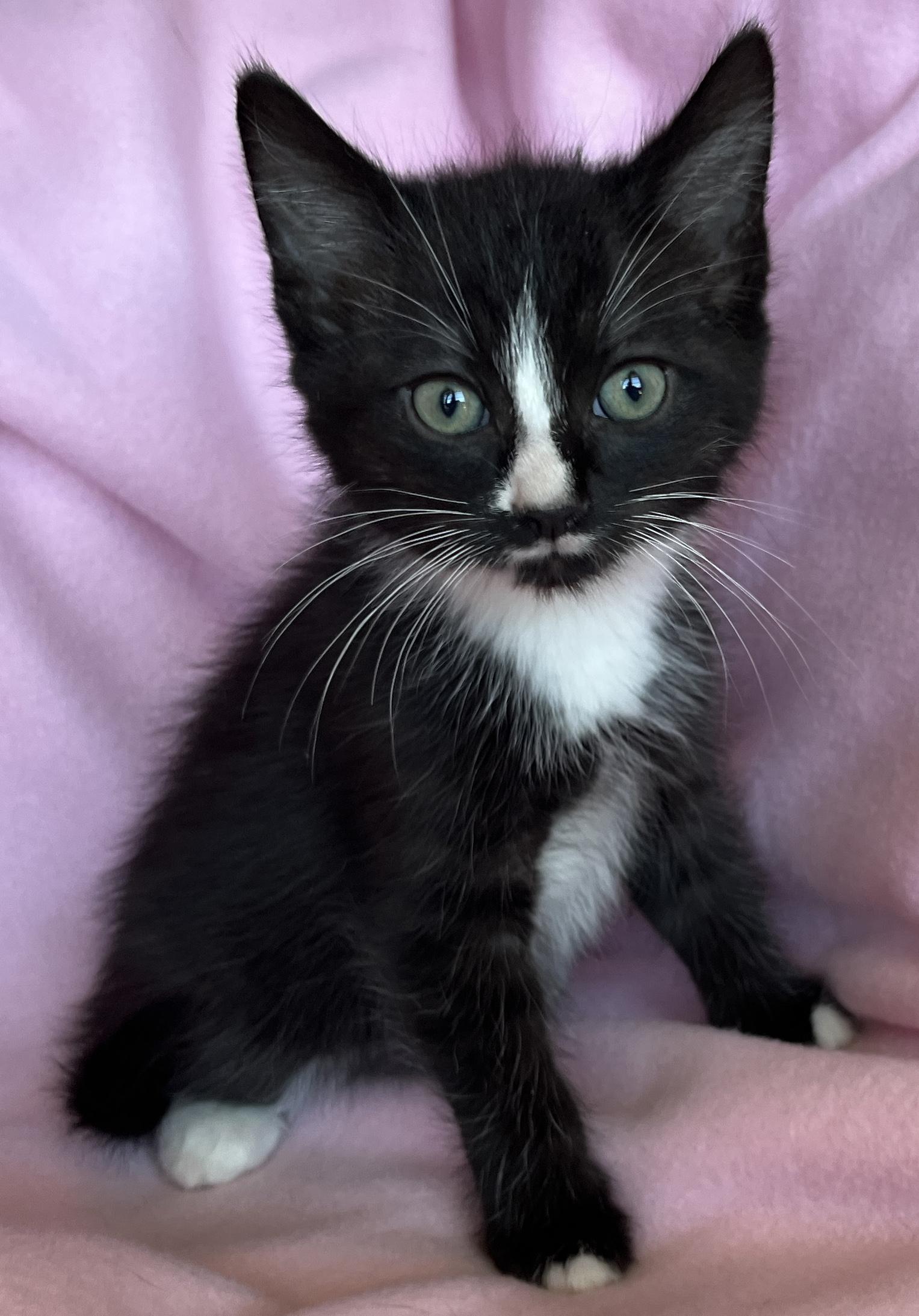 Ugo, ADOPTABLE, Kitten Male Tuxedo.