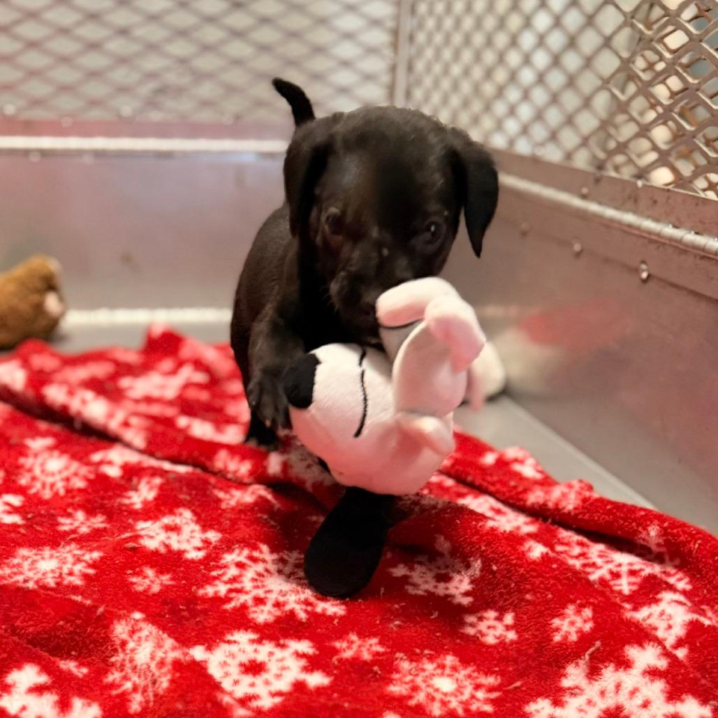 Juniper, Adoptable, Puppy Female Mixed Breed.