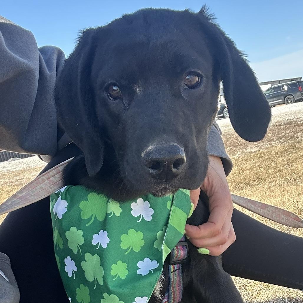 Juniper, a Adoptable Mixed Breed in Chariton, IA image 2/4