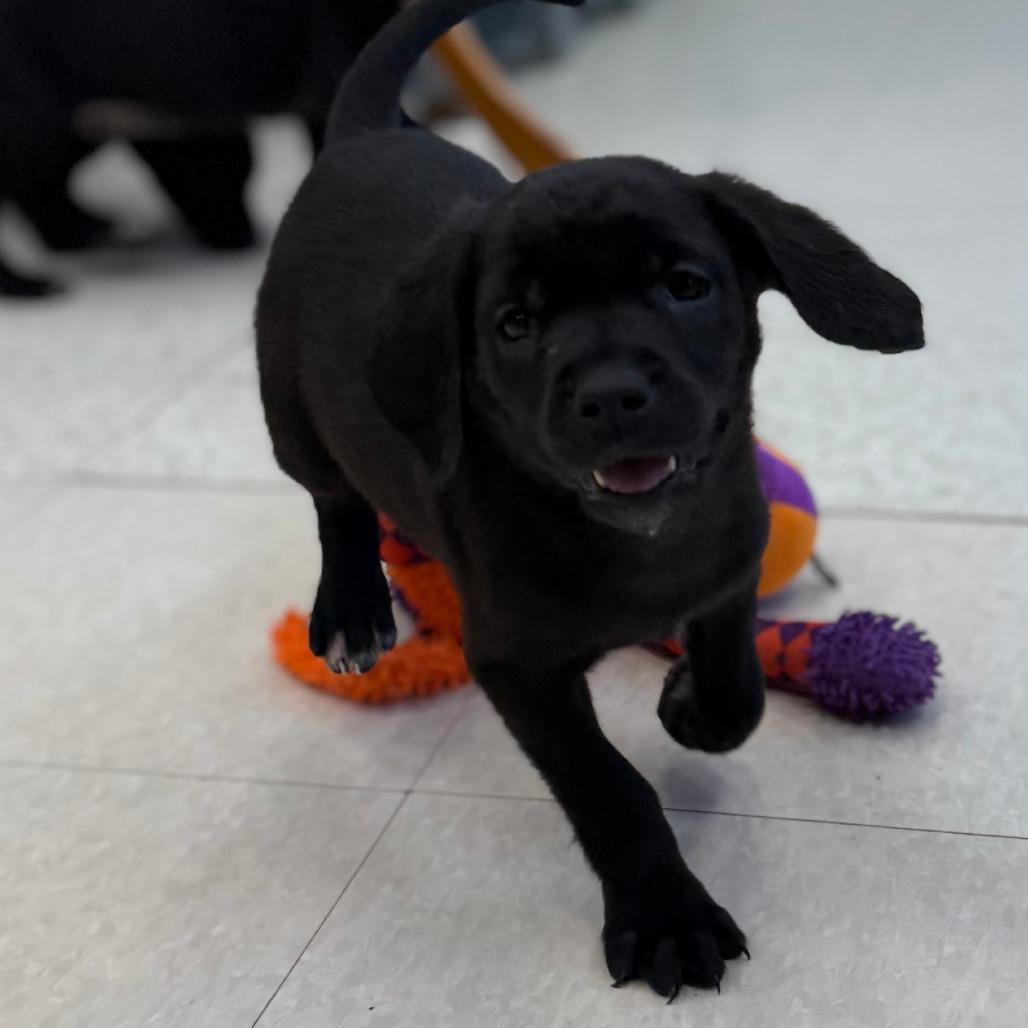 Enlarge Juniper, a Adoptable Mixed Breed in Chariton, IA image 2/2