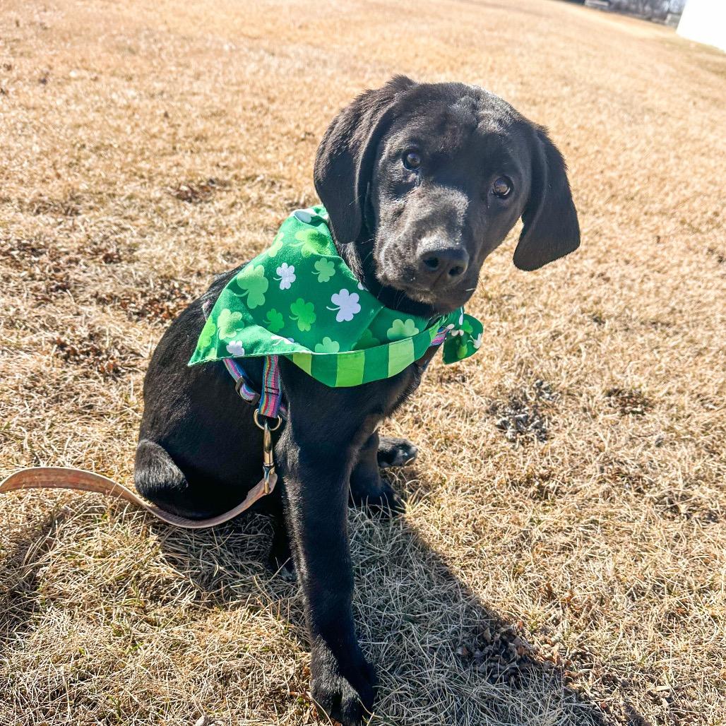 Juniper, a Adoptable Mixed Breed in Chariton, IA image 4/4