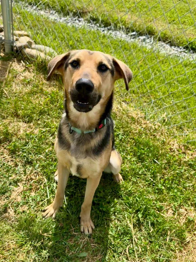 Spike, Adoptable, Young Male German Shepherd Dog.