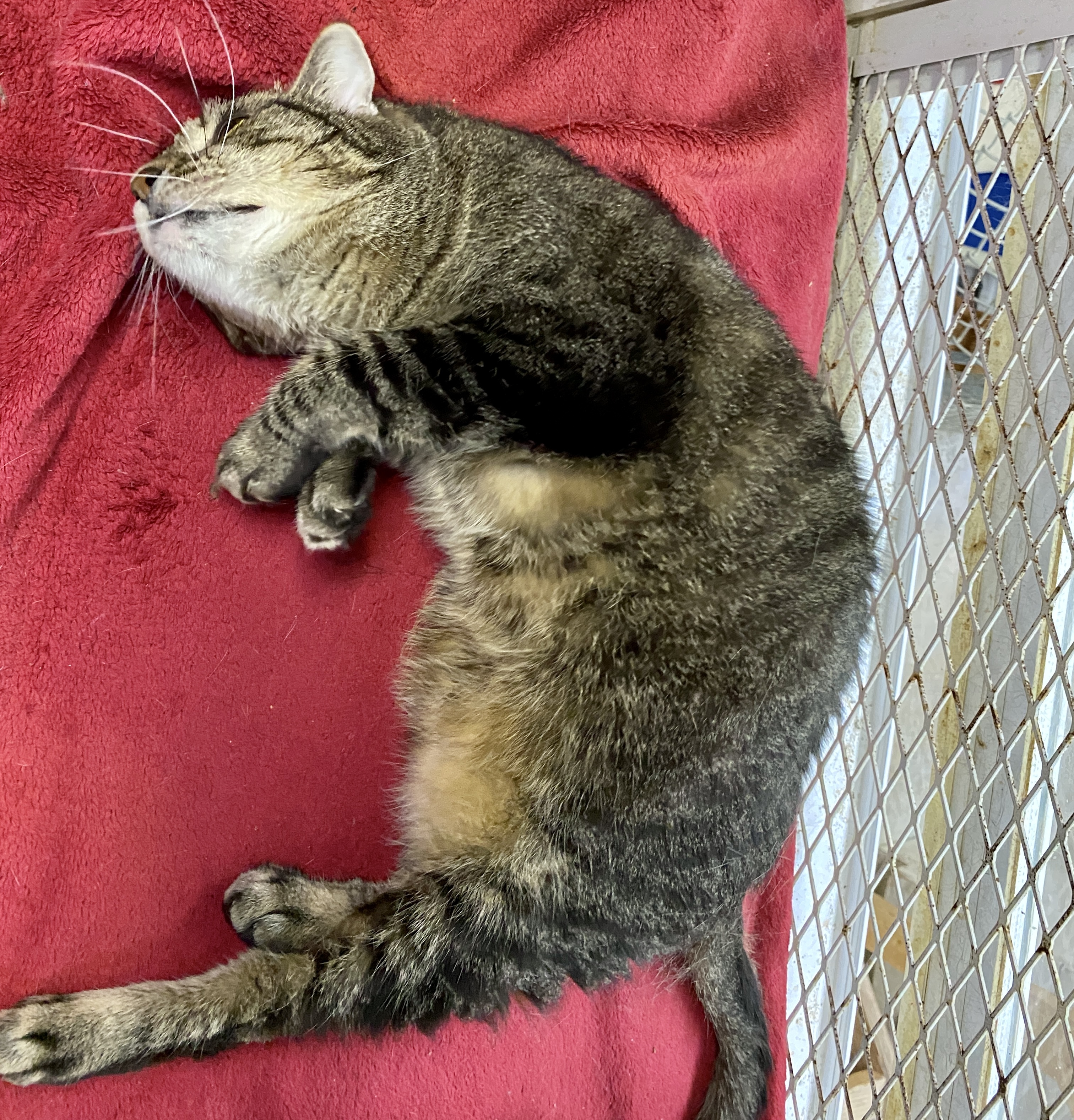 Carol, a Adoptable Domestic Short Hair in Beacon, NY image 4/6