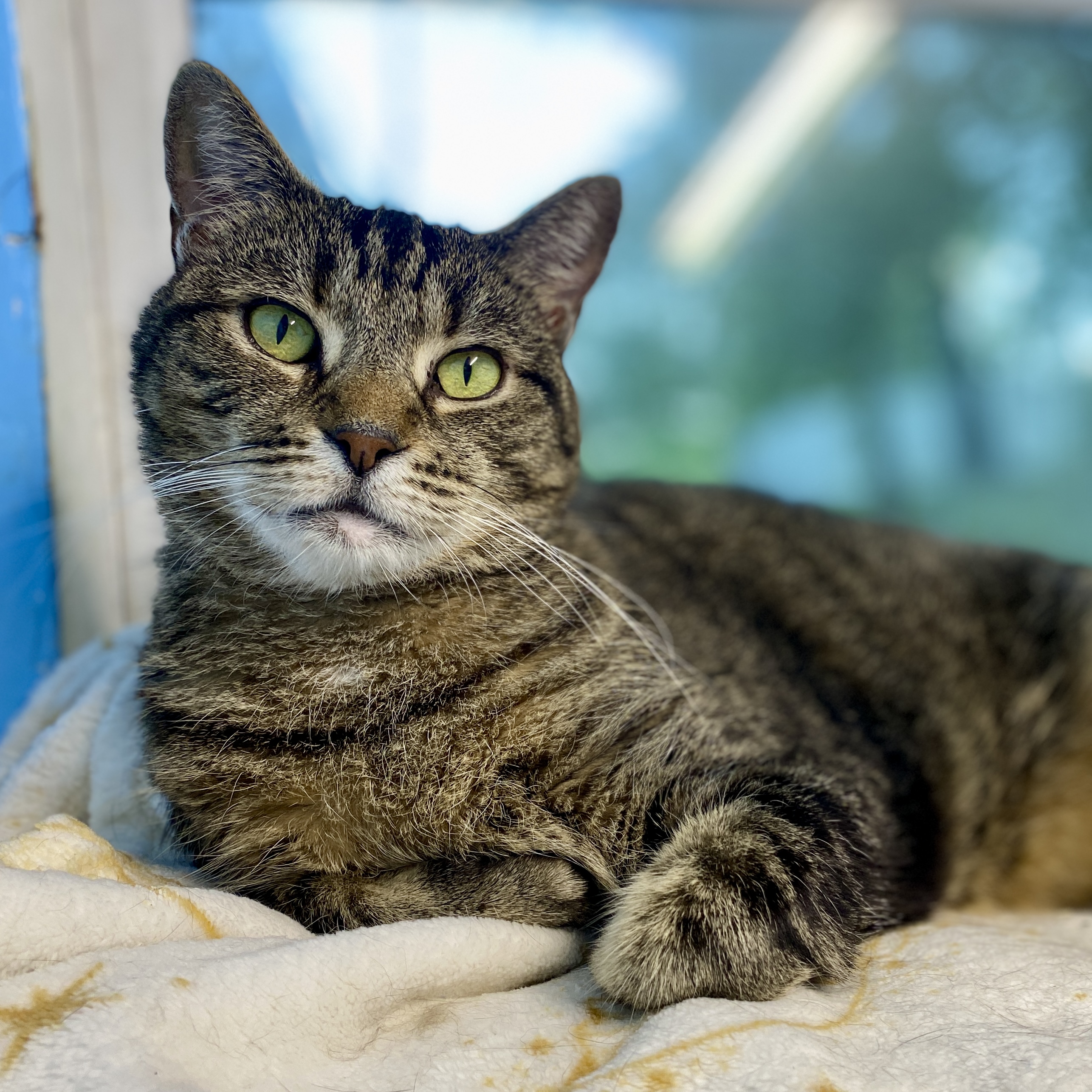 Carol, a Adoptable Domestic Short Hair in Beacon, NY image 2/6