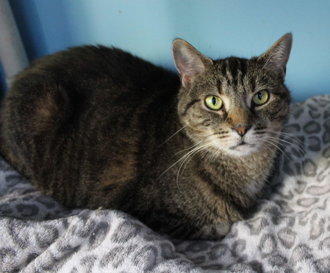 Carol, a Adoptable Domestic Short Hair in Beacon, NY image 5/6