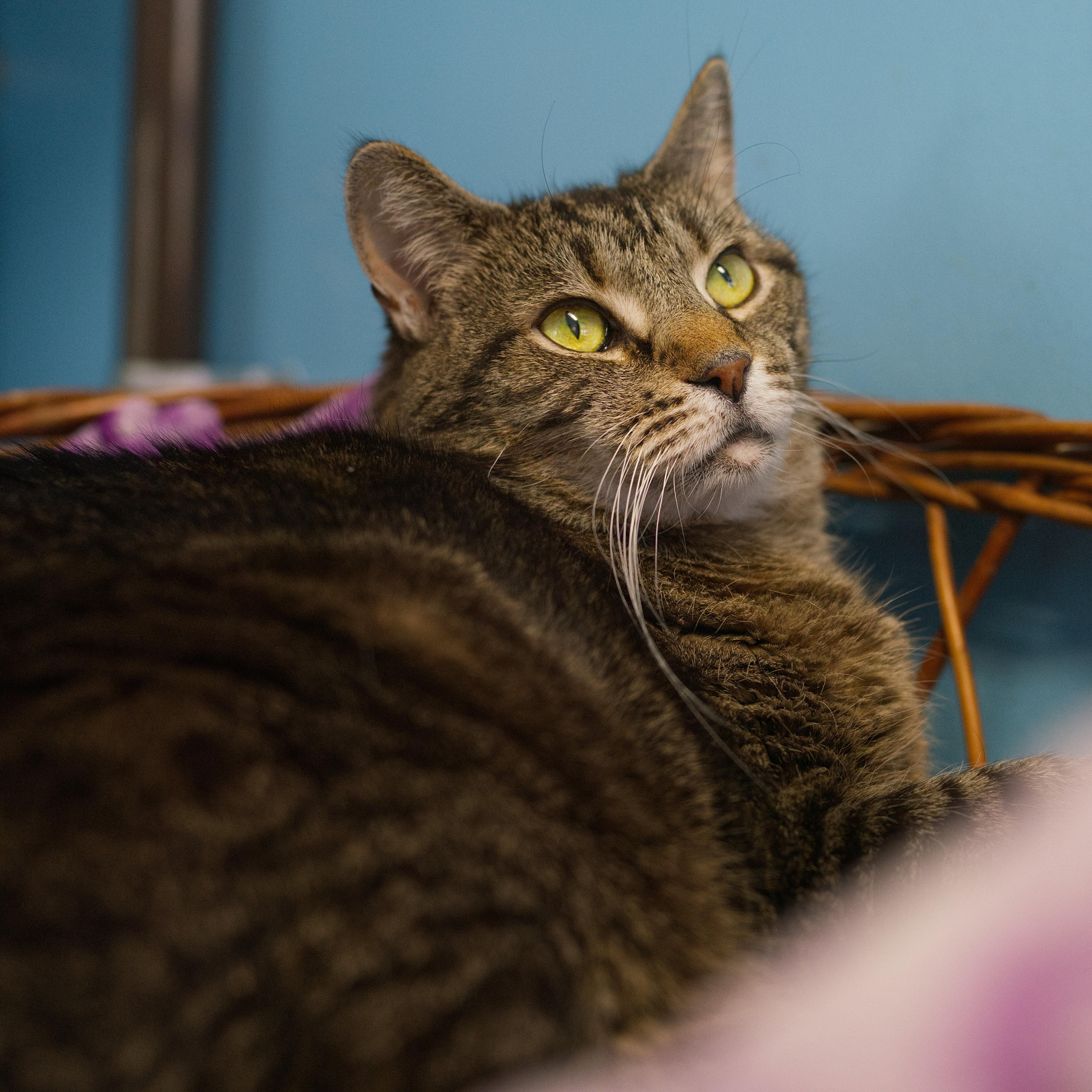 Carol, Adoptable, Adult Female Domestic Short Hair.