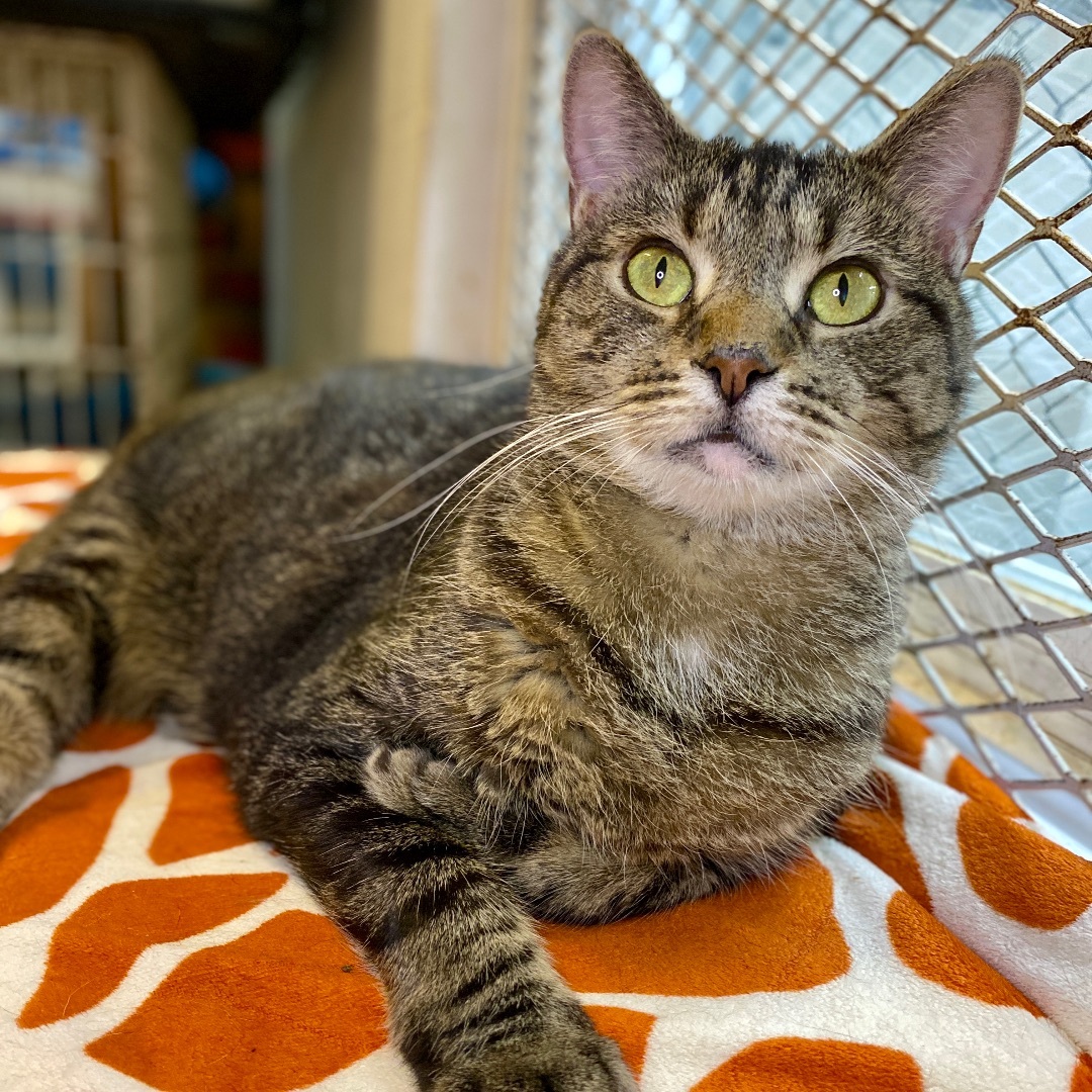 Carol, a Adoptable Domestic Short Hair in Beacon, NY image 6/6