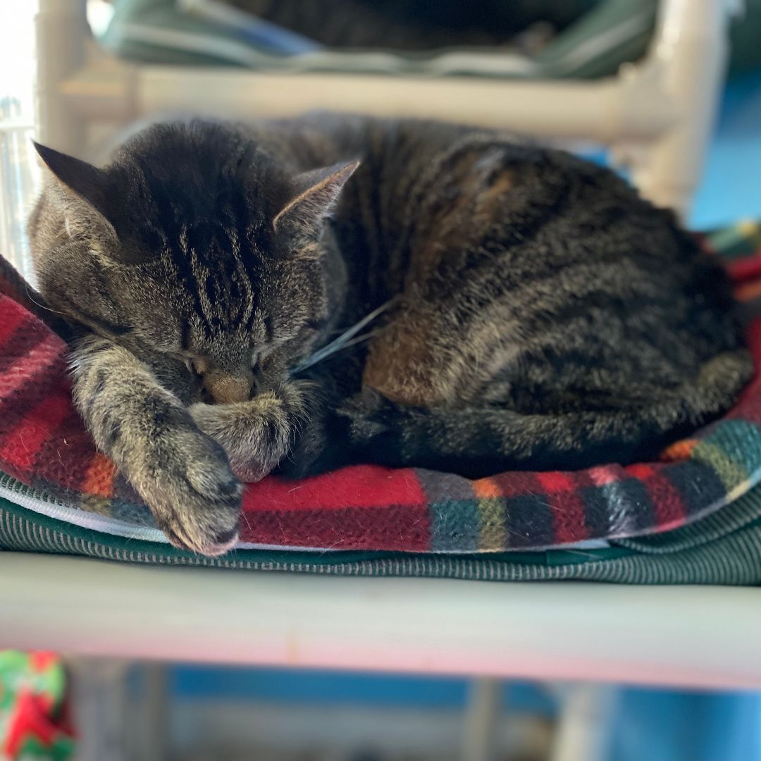 Carol, a Adoptable Domestic Short Hair in Beacon, NY image 1/6