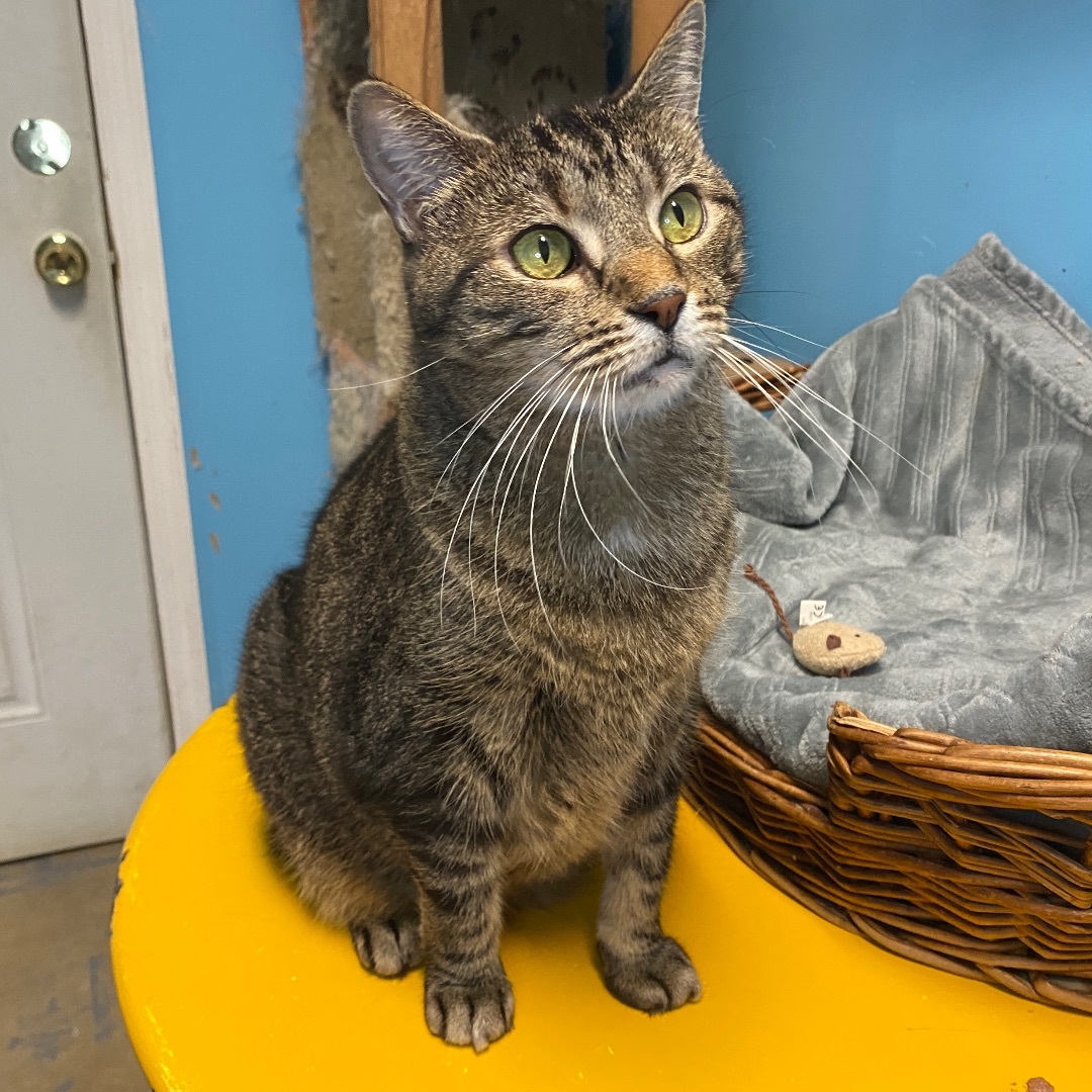 Carol, a Adoptable Domestic Short Hair in Beacon, NY image 3/6