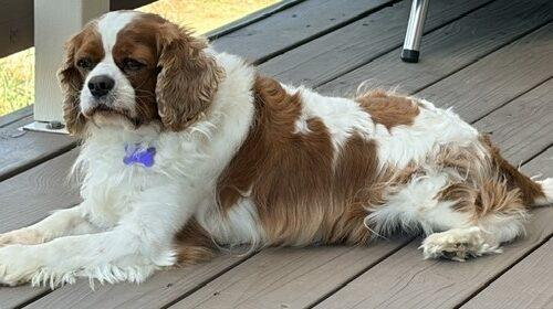 Oliver H 26094, Adoptable, Senior Male Cavalier King Charles Spaniel.