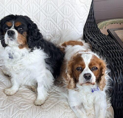 Enlarge Oliver H 26094, a Adoptable Cavalier King Charles Spaniel in Parker, CO image 2/4