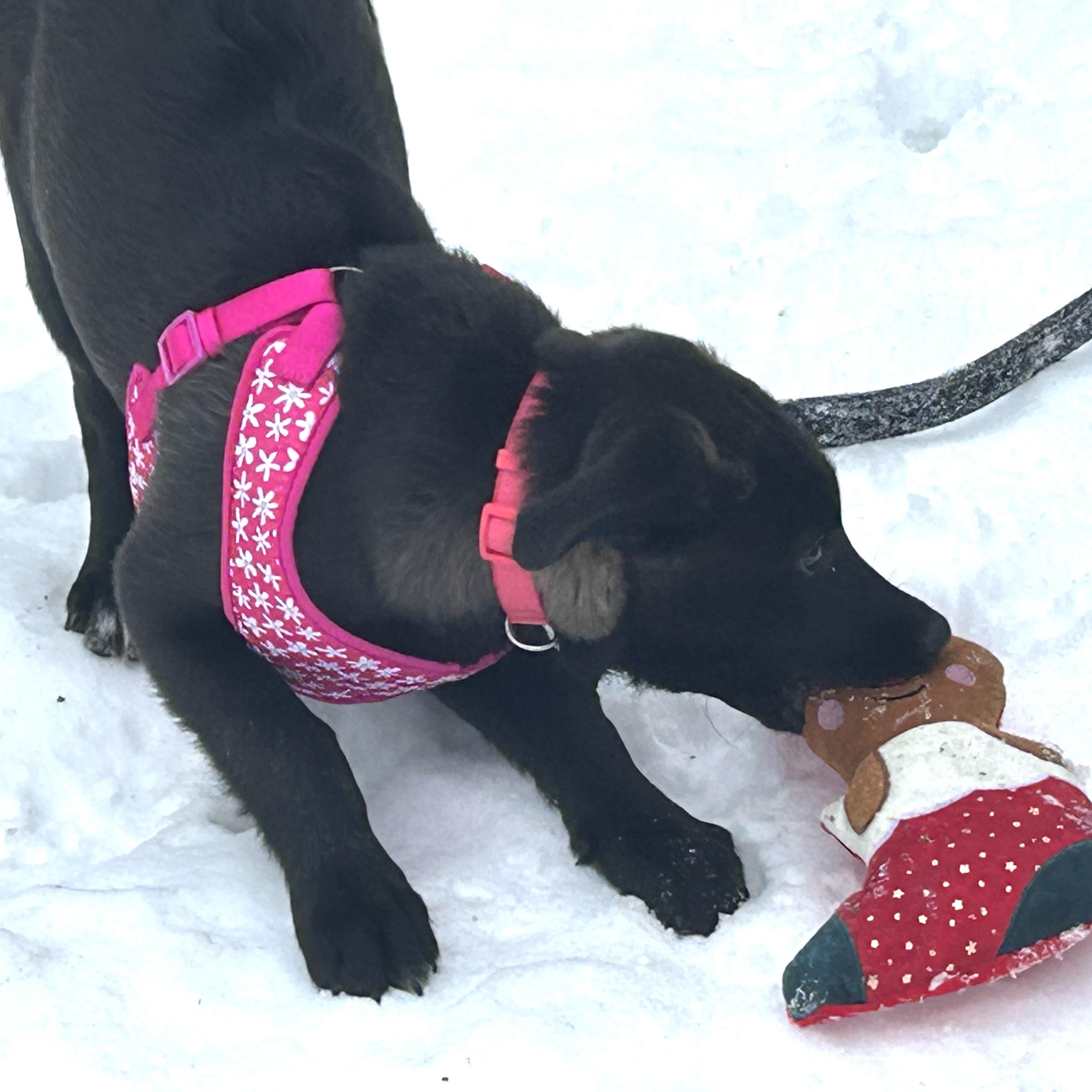 Enlarge Millie Colley, a ADOPTABLE mixed breed in Richmond Hill, ON image 6/6