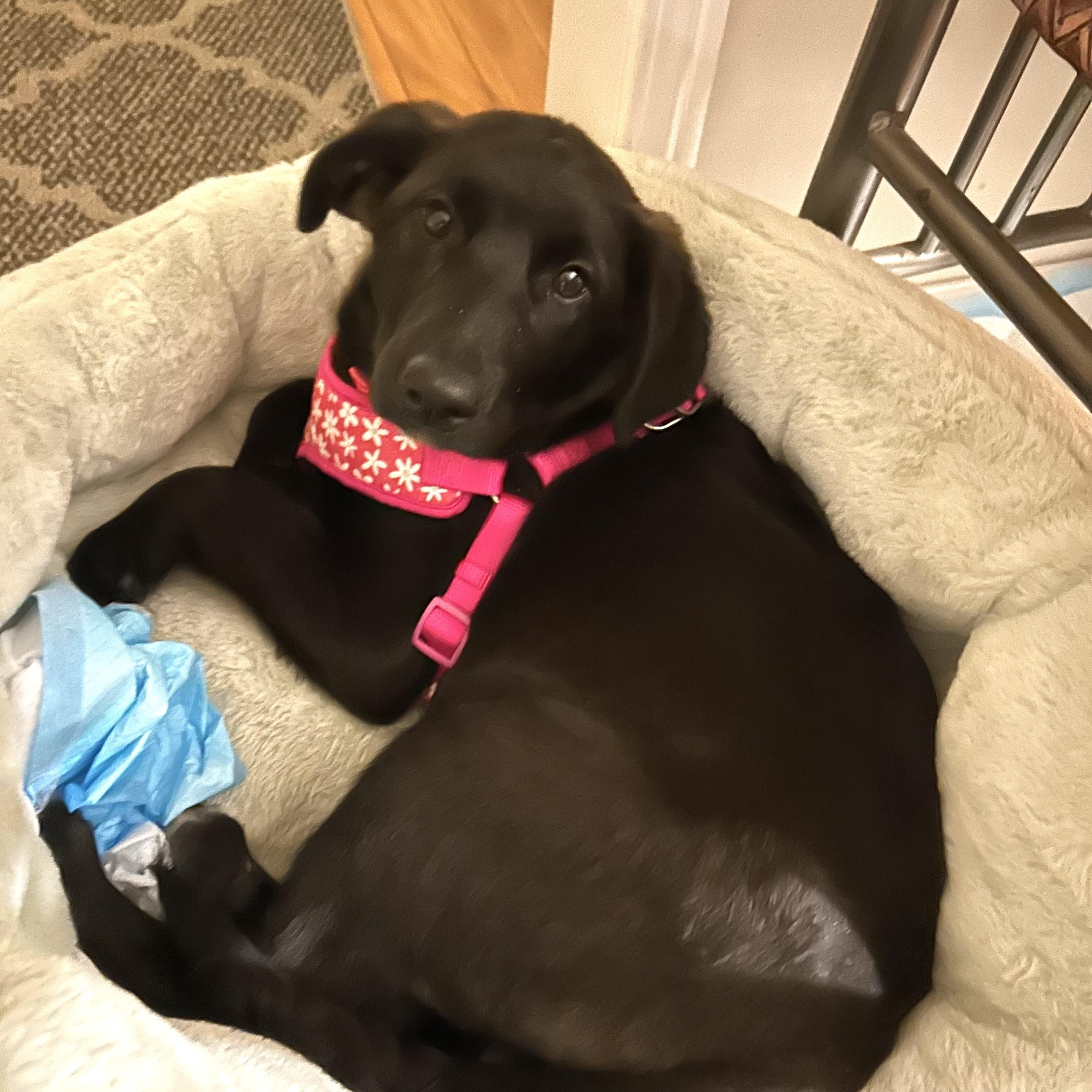 Enlarge Millie Colley, a ADOPTABLE mixed breed in Richmond Hill, ON image 1/6