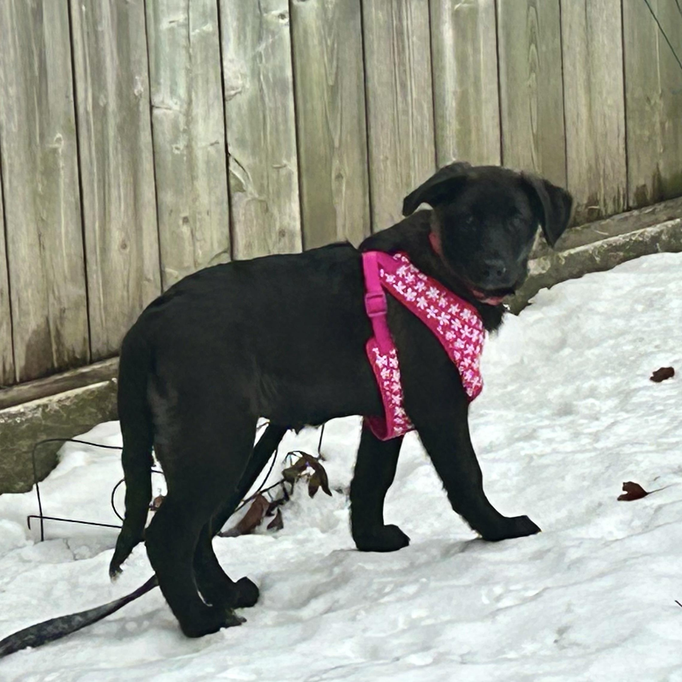 Enlarge Millie Colley, a ADOPTABLE mixed breed in Richmond Hill, ON image 2/6