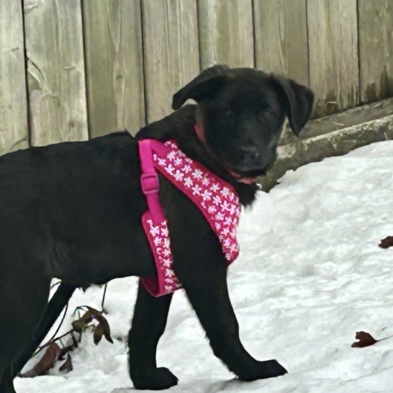 Enlarge Millie Colley, an adopted mixed breed in Richmond Hill, ON image 2/3