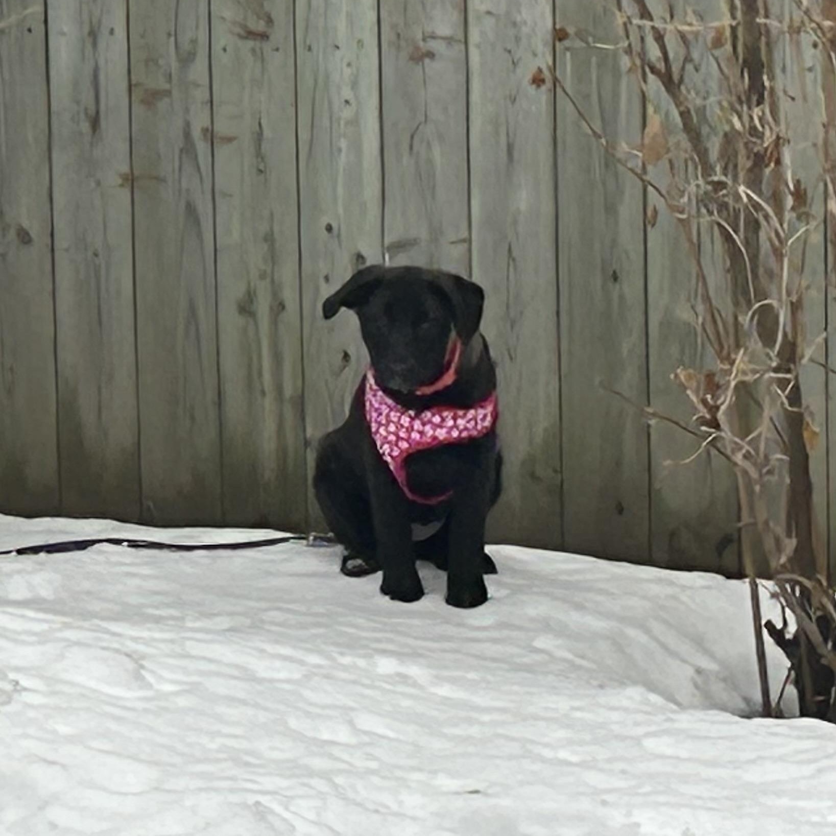 Enlarge Millie Colley, a ADOPTABLE mixed breed in Richmond Hill, ON image 5/6