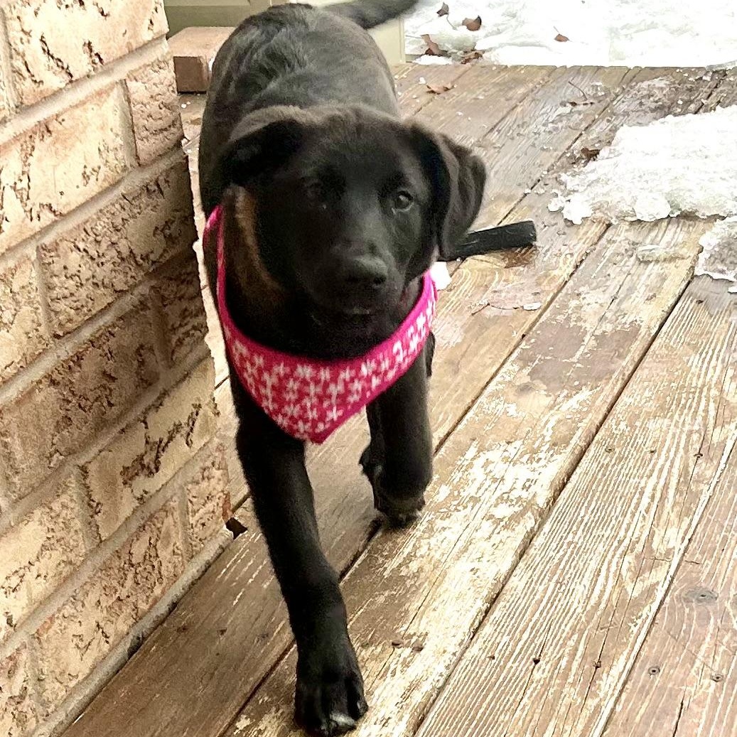 Millie Colley, ADOPTABLE, Puppy Female Black Labrador Retriever & Collie.