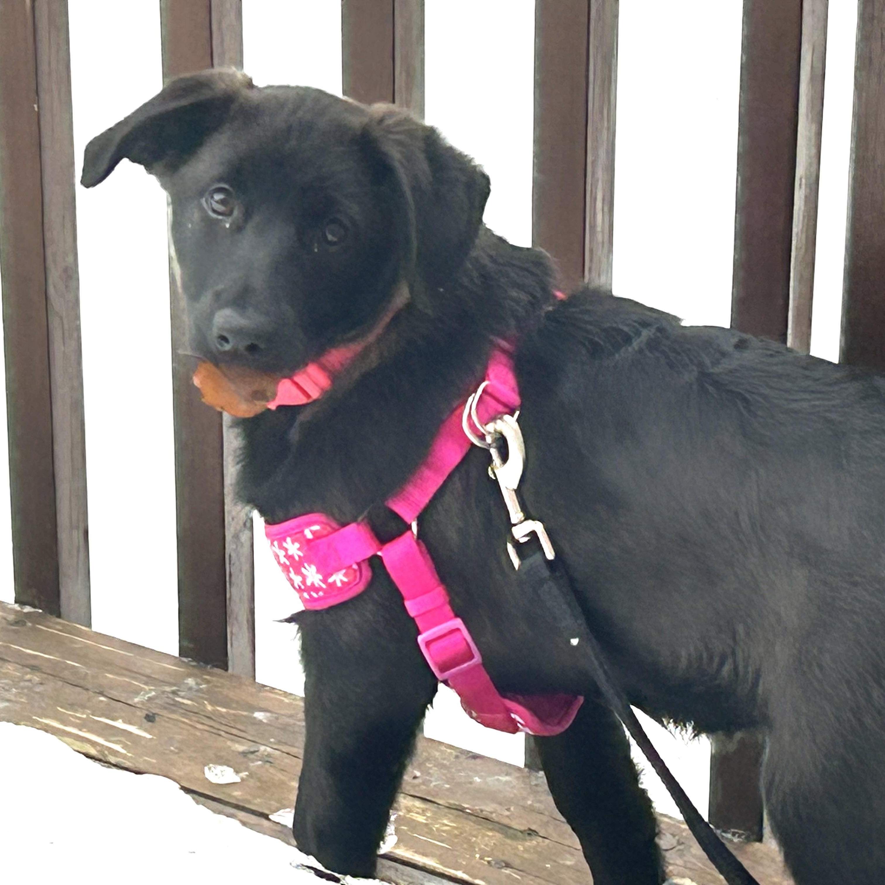 Enlarge Millie Colley, a ADOPTABLE mixed breed in Richmond Hill, ON image 3/6