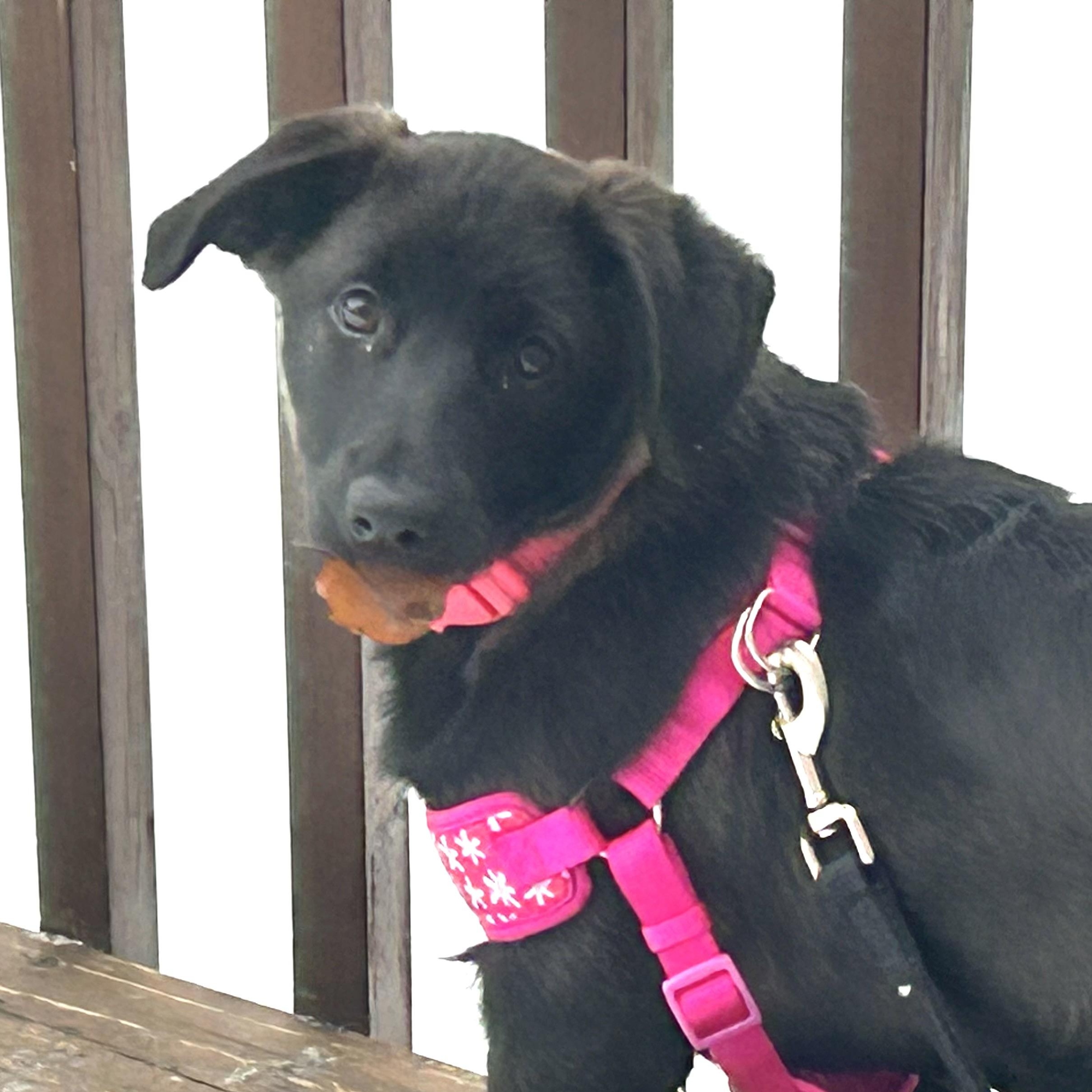 Enlarge Millie Colley, an adopted mixed breed in Richmond Hill, ON image 3/3