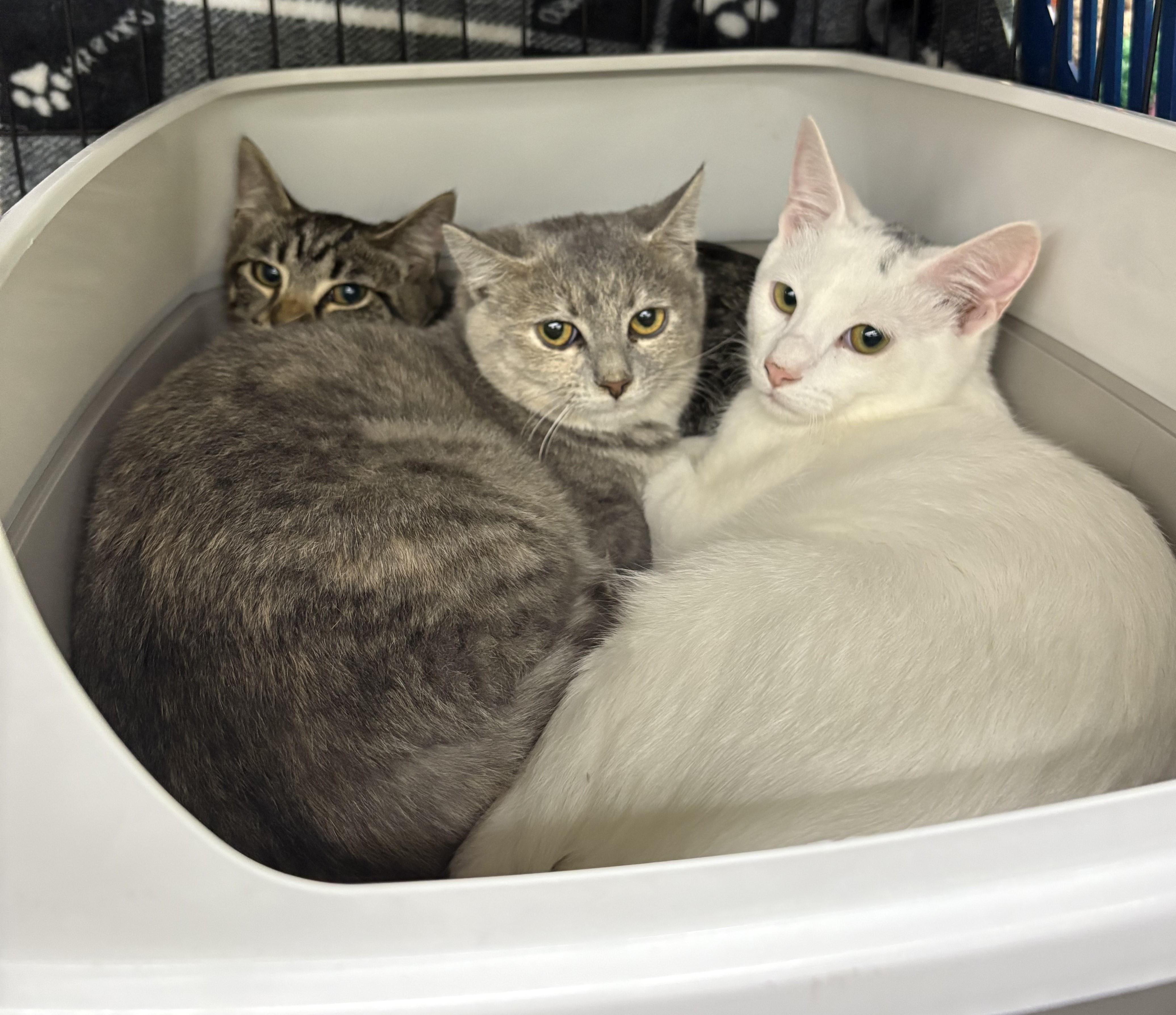 Blizzard, Adoptable, Young Male Domestic Short Hair.