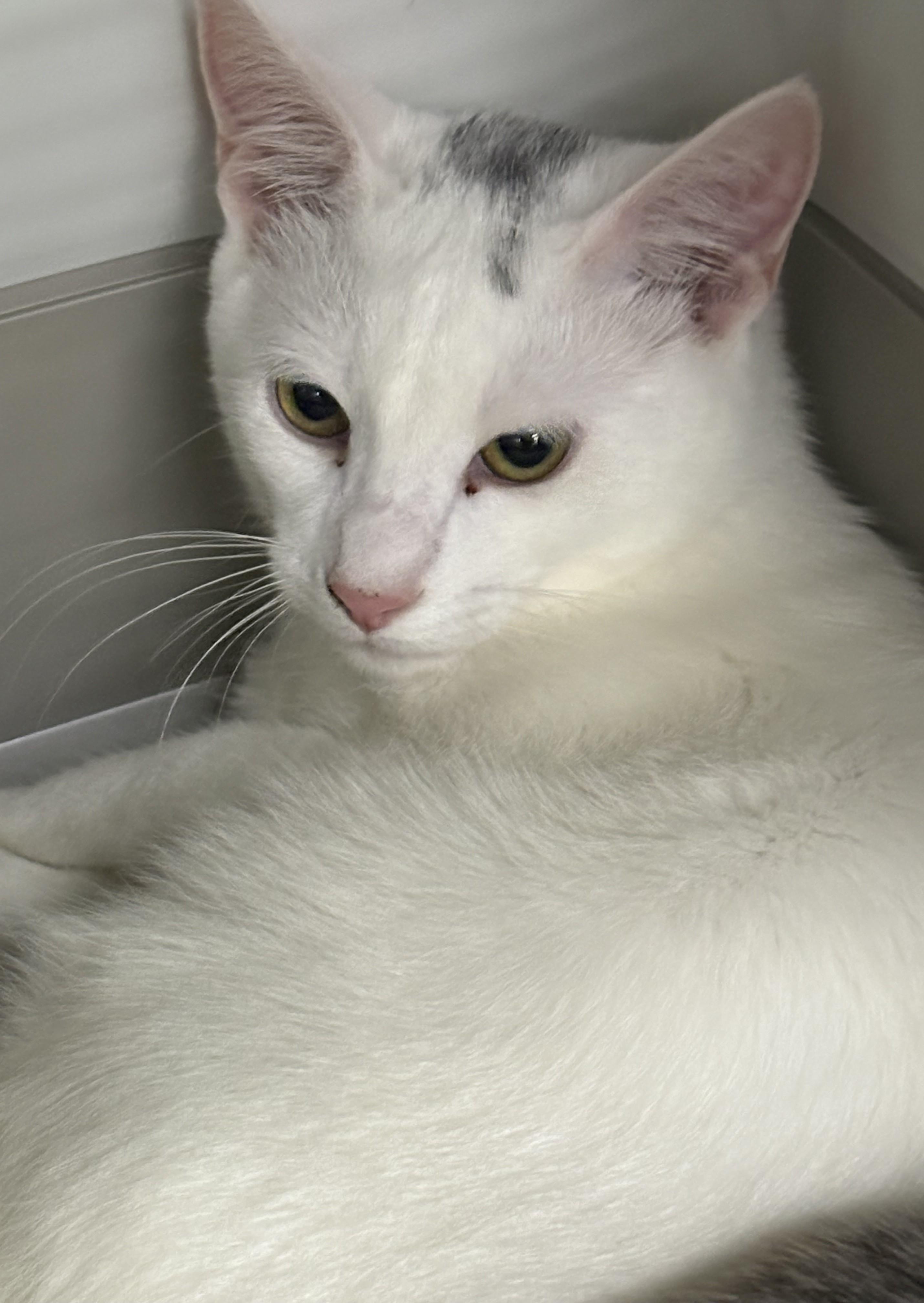 Enlarge Blizzard, a Adoptable Domestic Short Hair in Allison Park, PA image 2/2