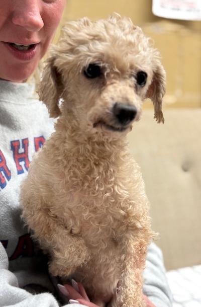 Picasso , a ADOPTABLE Poodle in Long Beach, NY image 2/3