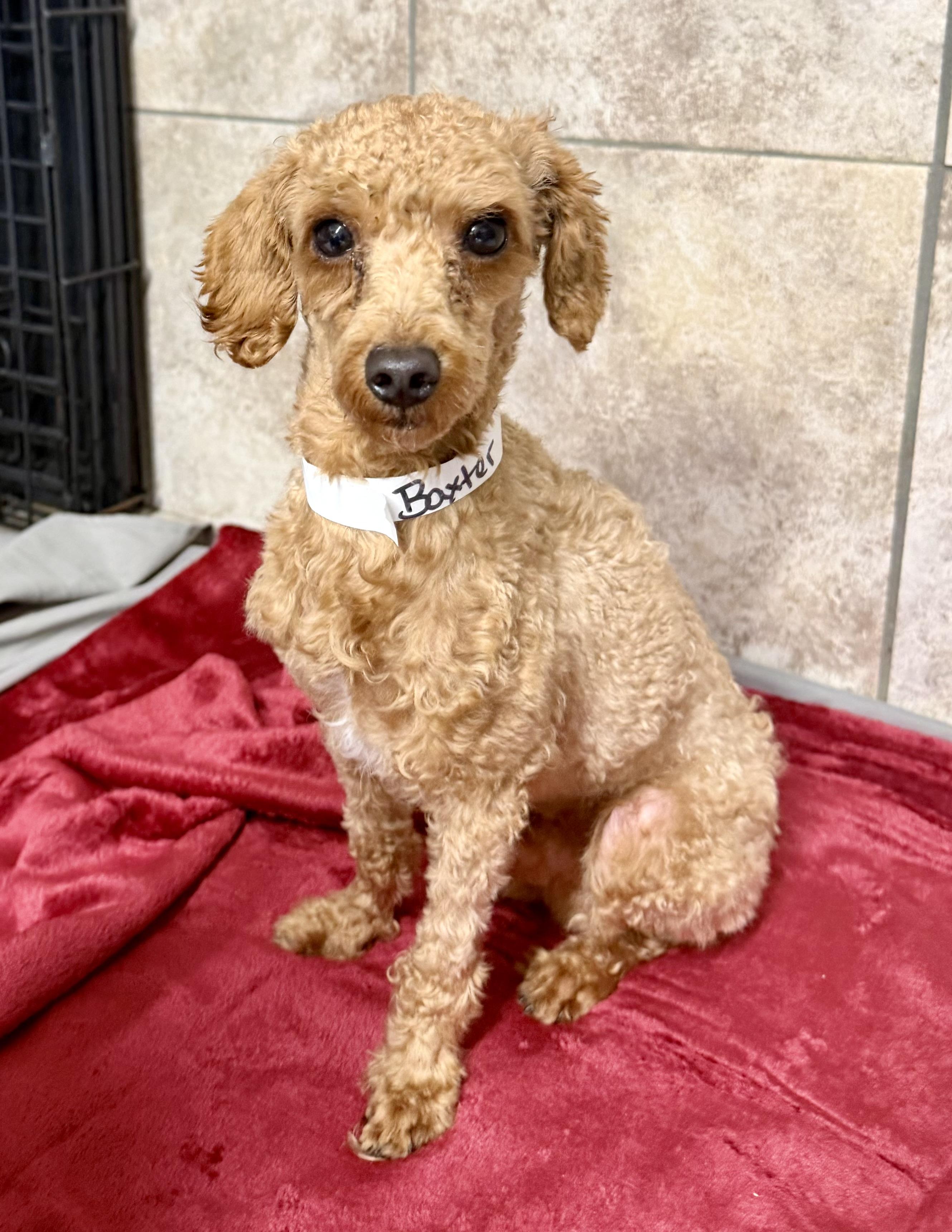 Picasso , a ADOPTABLE Poodle in Long Beach, NY image 3/3