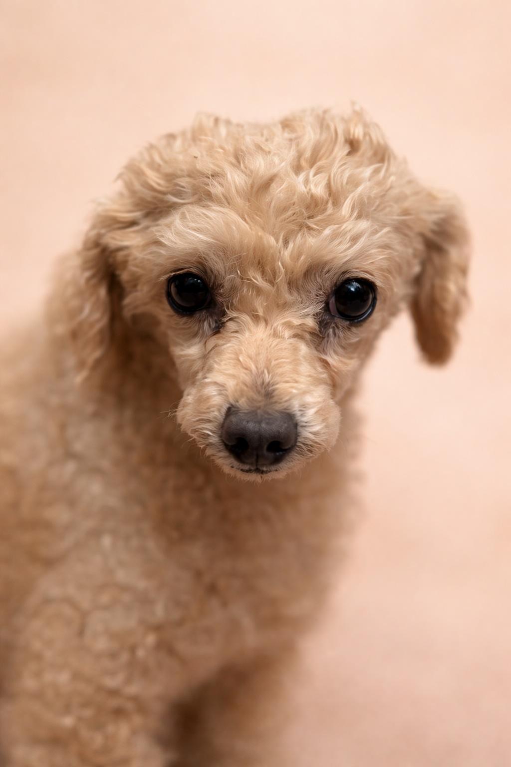 Picasso , a ADOPTABLE Poodle in Long Beach, NY image 1/3