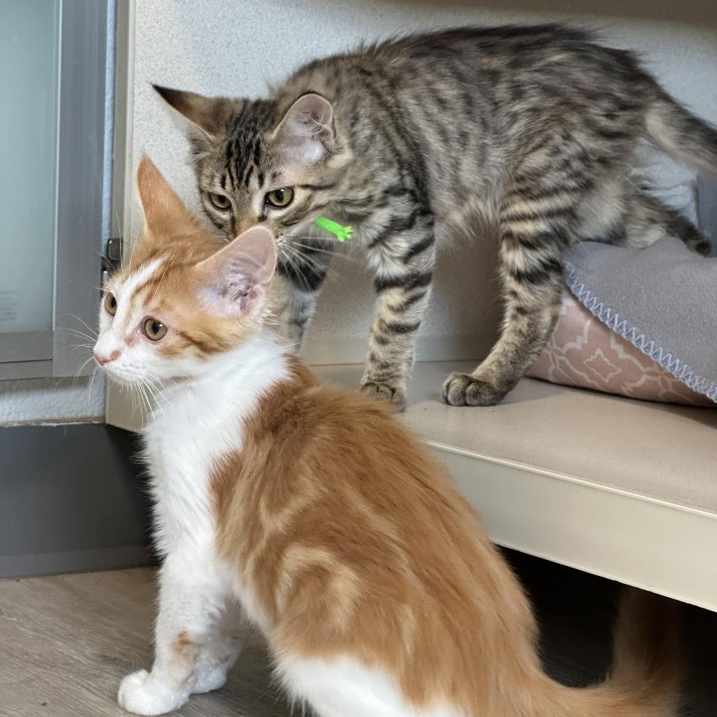 Windsurfer, Adoptable, Kitten Female Domestic Long Hair.
