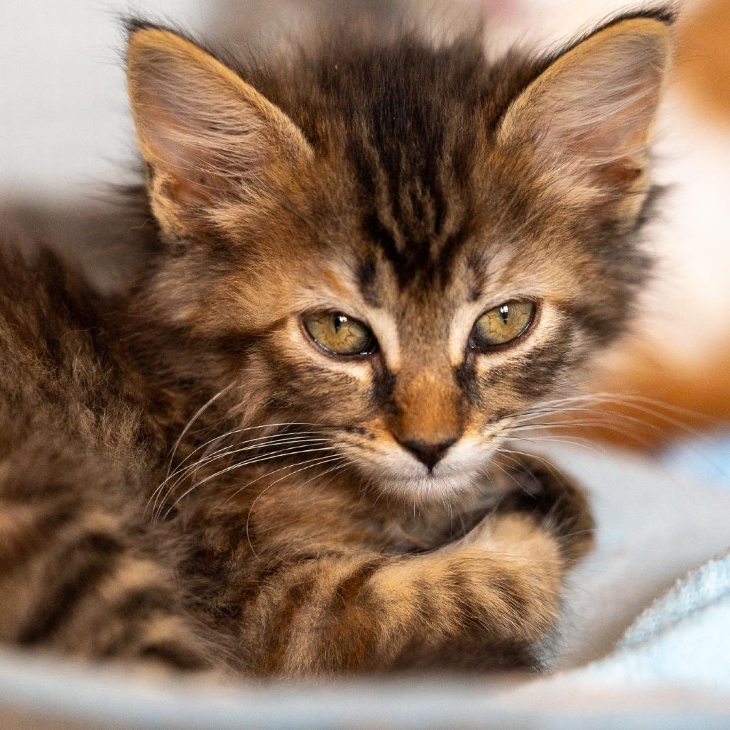 Enlarge Windsurfer, a Adoptable Domestic Long Hair in Durango, CO image 3/6