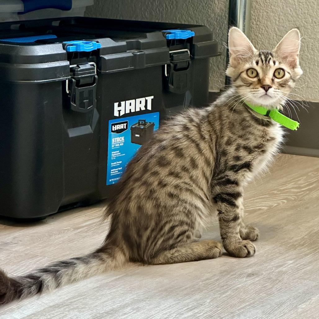 Enlarge Windsurfer, a Adoptable Domestic Long Hair in Durango, CO image 4/6