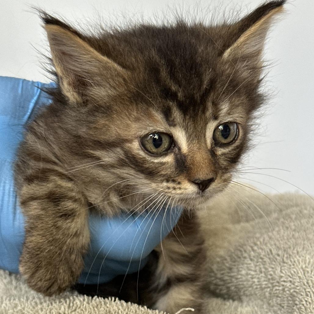 Enlarge Windsurfer, a Adoptable Domestic Long Hair in Durango, CO image 5/6