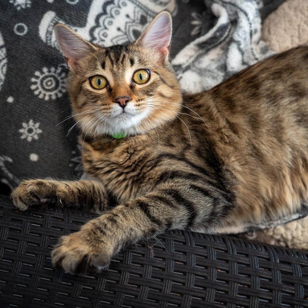 Enlarge Windsurfer, a Adoptable Domestic Long Hair in Durango, CO image 6/6