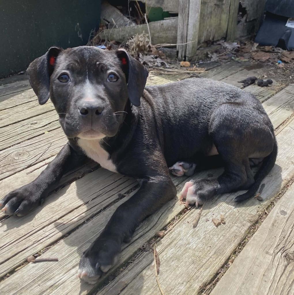 Ravenbeak, Adoptable, Puppy Female Mixed Breed.