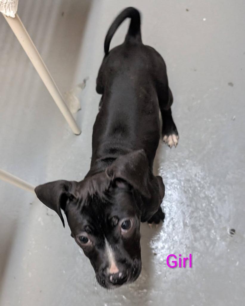 Ravenbeak, a Adoptable mixed breed in Warren, MI image 3/6