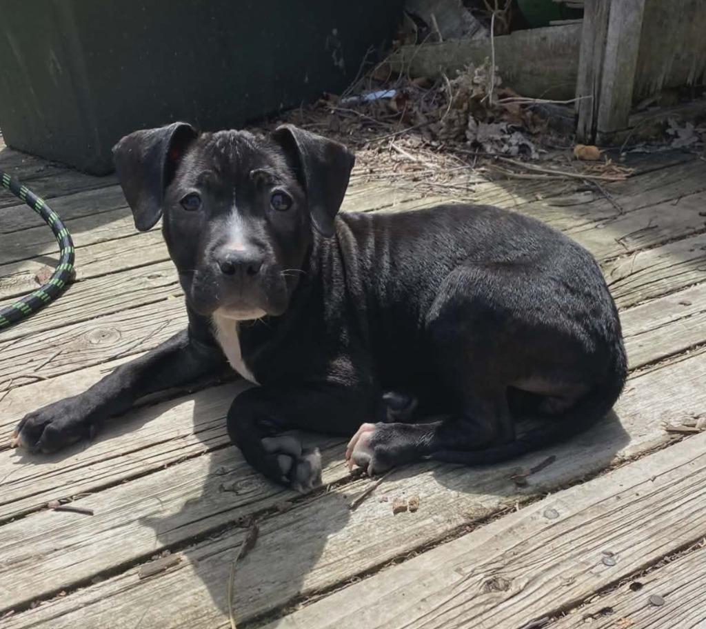 Ravenbeak, a Adoptable mixed breed in Warren, MI image 4/6