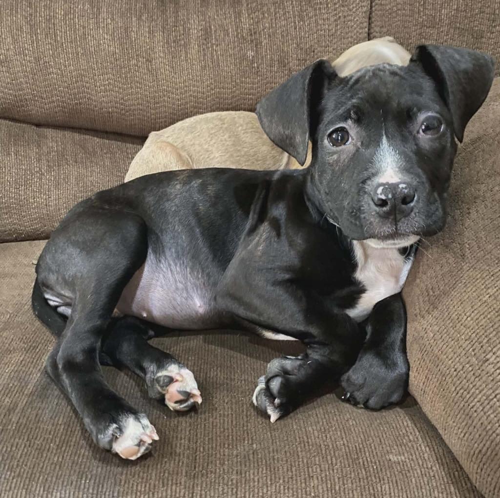 Ravenbeak, a Adoptable mixed breed in Warren, MI image 5/6