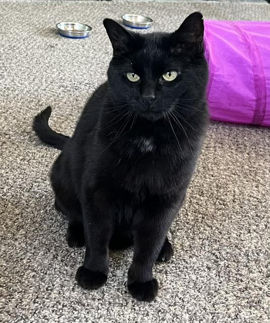 Blackie, a ADOPTABLE Domestic Medium Hair in Carson City, NV image 1/2