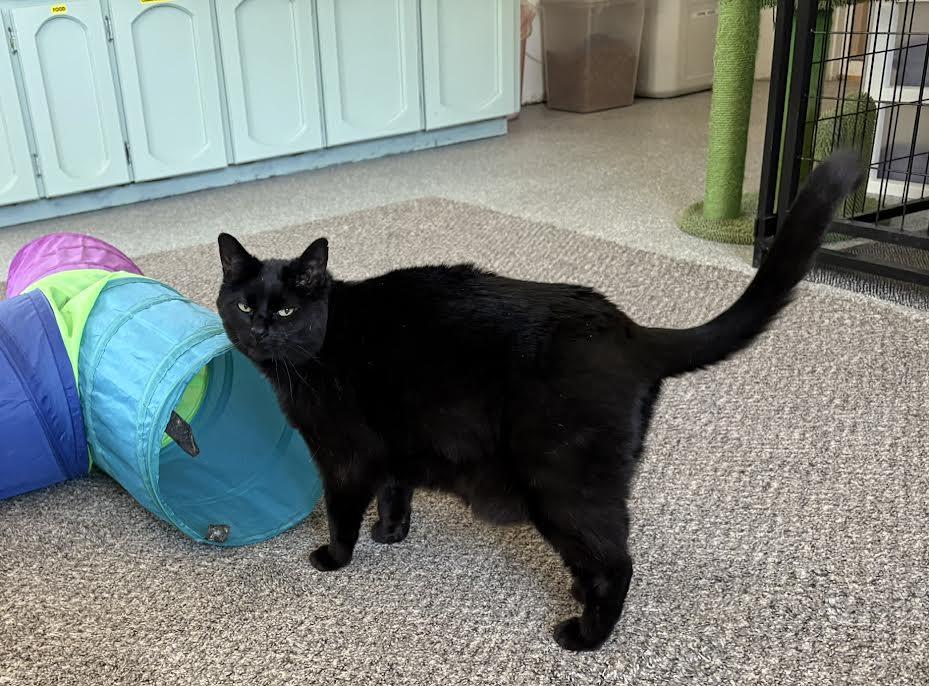 Blackie, a ADOPTABLE Domestic Medium Hair in Carson City, NV image 2/2