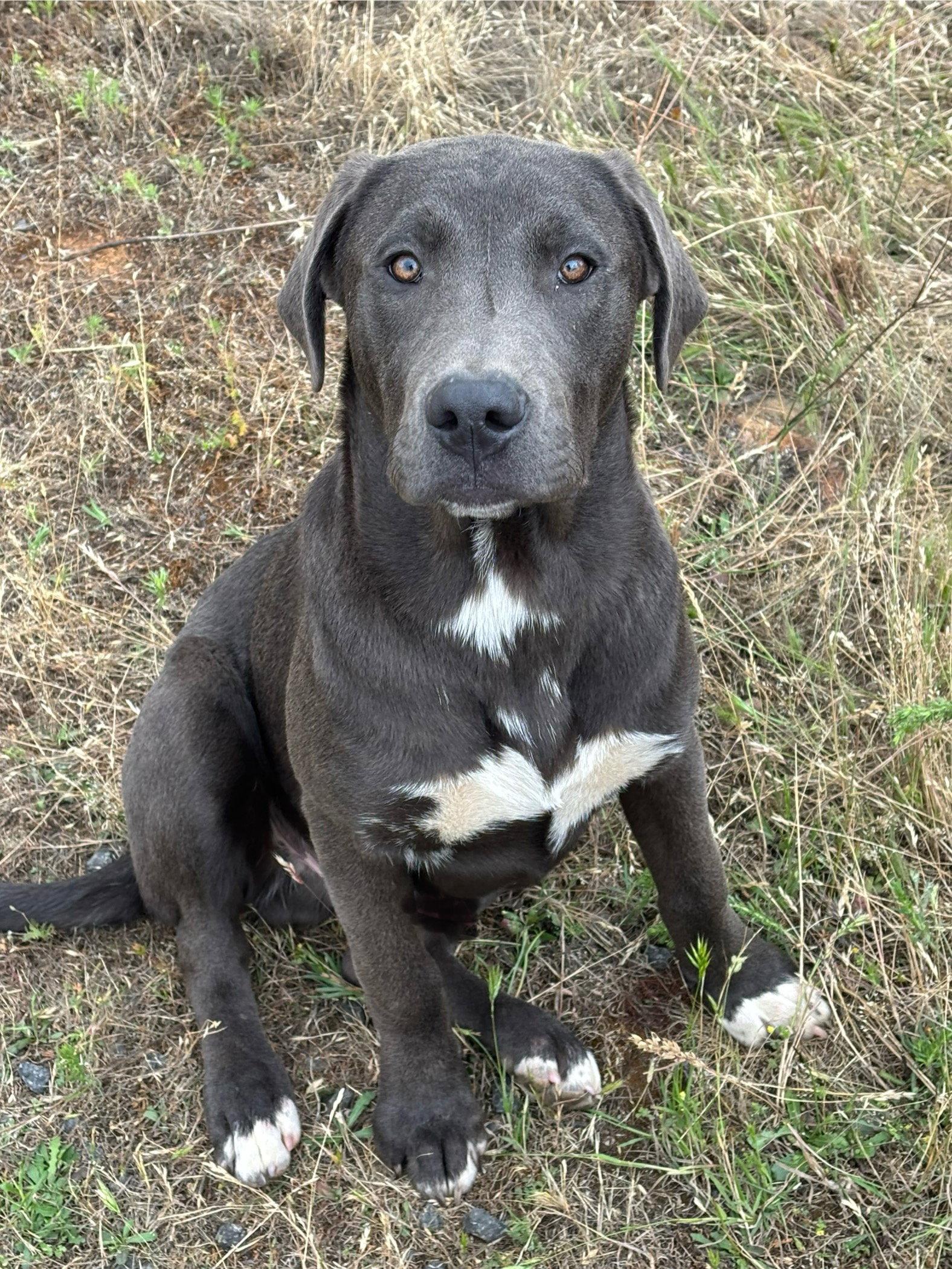 Blue, Adoptable, Young Male Labrador Retriever & Great Pyrenees.