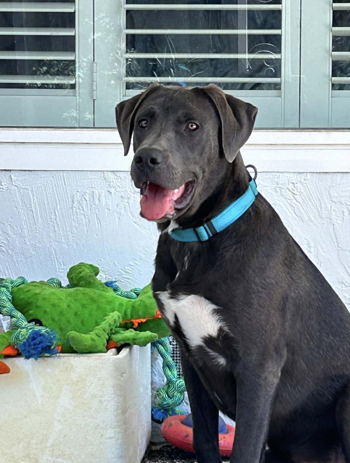 Blue, a Adoptable mixed breed in Milpitas, CA image 3/3