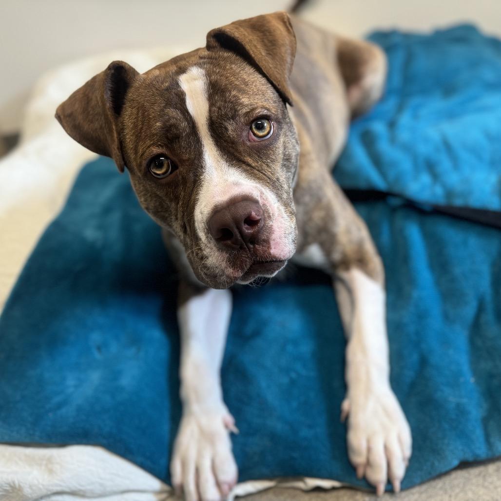 Enlarge Reese, a Adoptable American Bulldog in West Palm Beach, FL image 1/6