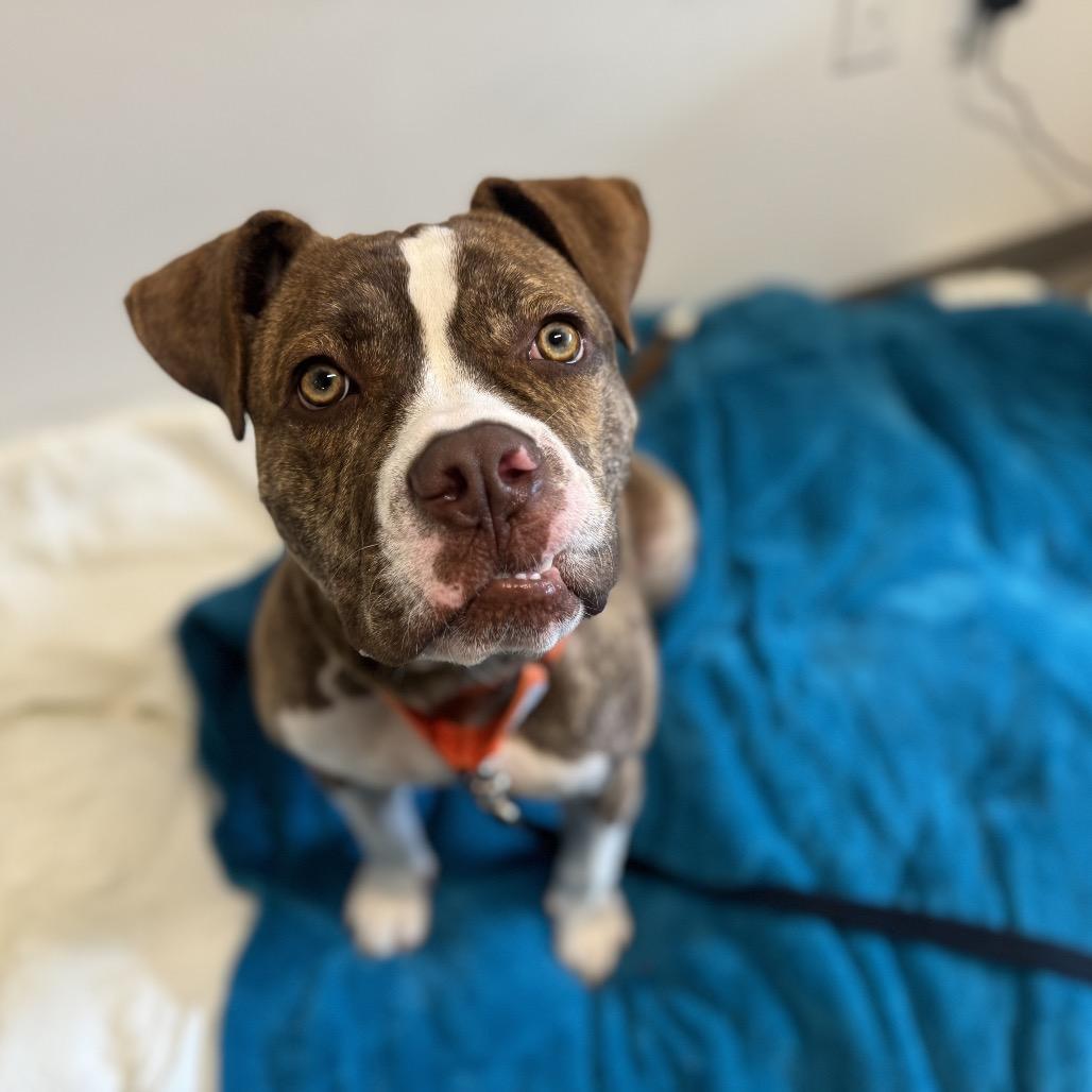 Enlarge Reese, a Adoptable American Bulldog in West Palm Beach, FL image 2/6