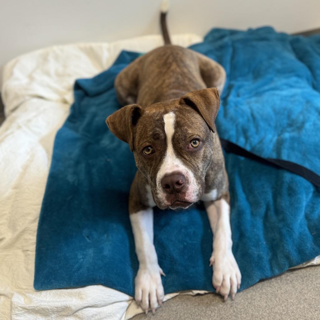 Enlarge Reese, a Adoptable American Bulldog in West Palm Beach, FL image 3/6