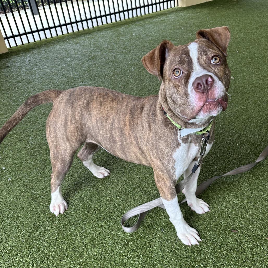 Enlarge Reese, a Adoptable American Bulldog in West Palm Beach, FL image 6/6