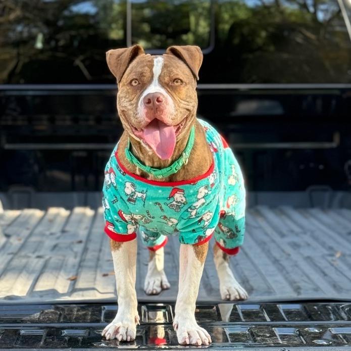 Enlarge Reese, a Adoptable American Bulldog in West Palm Beach, FL image 6/6